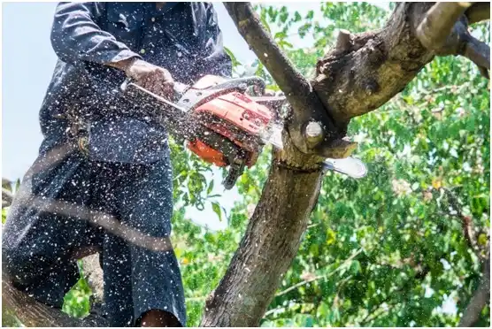 tree services Mount Cobb